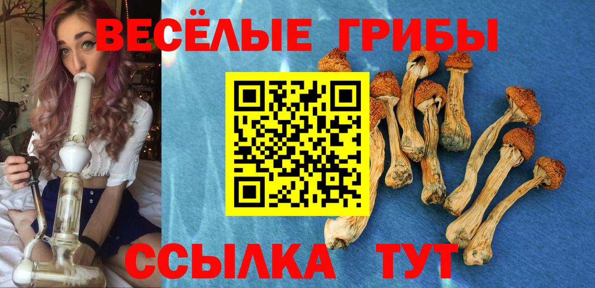 Галлюциногенные грибы GOLDEN TEACHER  Вход с VPN  Галлюциногенные грибы мухоморы  Камышин 